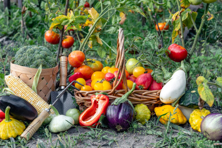 Frisch geerntetes Gemüse im Garten